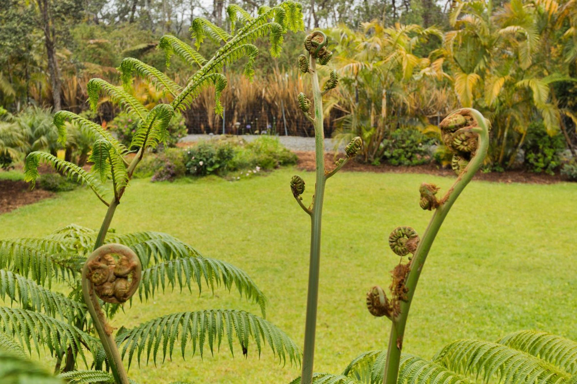 Aloha Junction Bed And Breakfast -Minutes Away From Hawaii Volcanoes National Park Luaran gambar