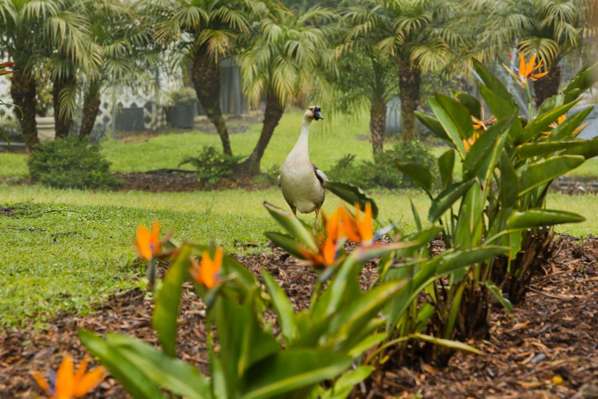 Aloha Junction Bed And Breakfast -Minutes Away From Hawaii Volcanoes National Park Luaran gambar