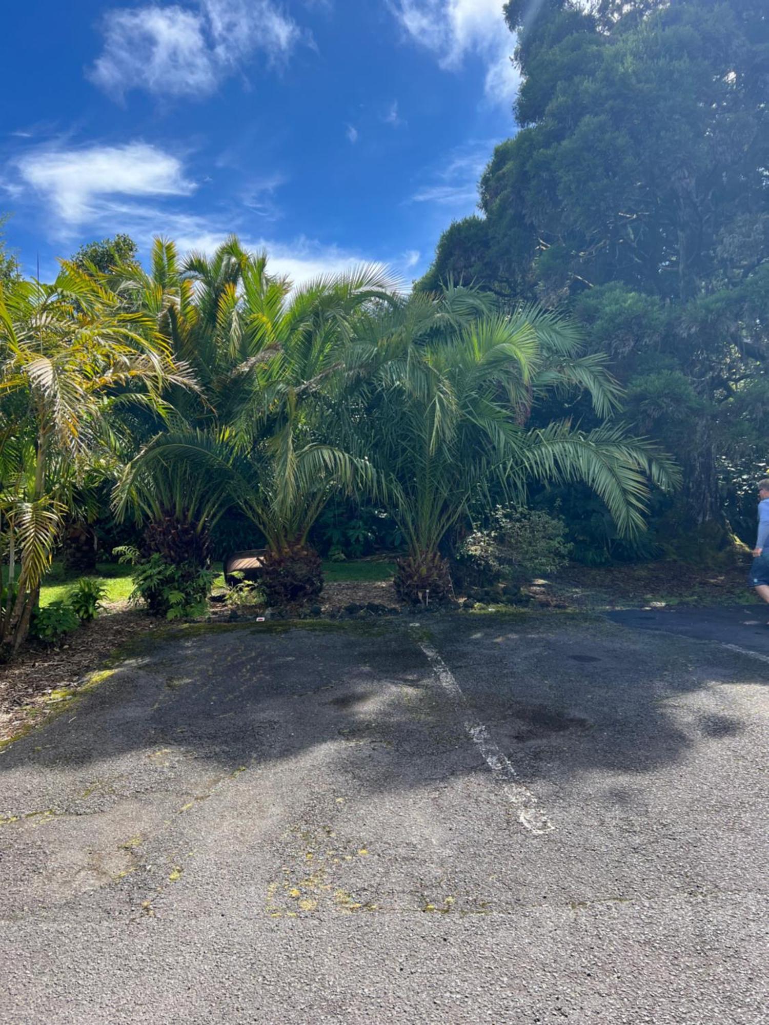 Aloha Junction Bed And Breakfast -Minutes Away From Hawaii Volcanoes National Park Luaran gambar